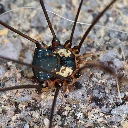Réf. 307 078 : Leiobunum sp-a